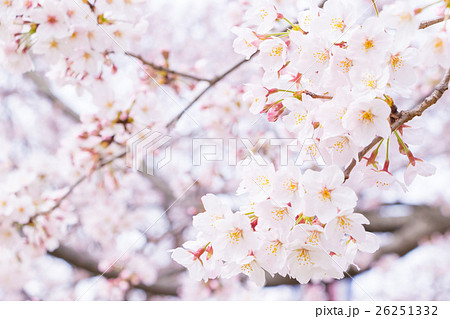 桜の花 花びら の写真素材集 Pixta ピクスタ