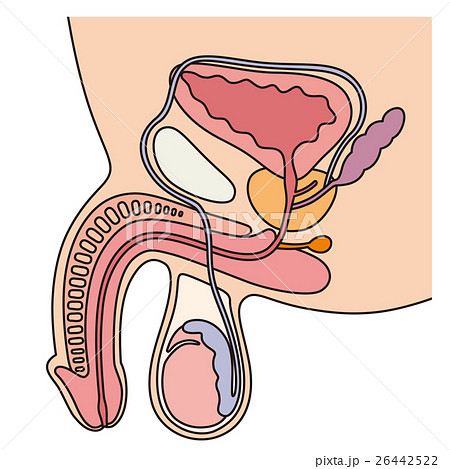陰茎海綿体のイラスト素材