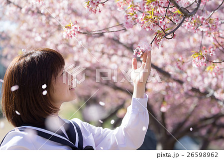 桜 桜吹雪 女性 高校生の写真素材