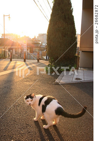 夕焼けだんだん 夕やけだんだん ねこ 猫の写真素材