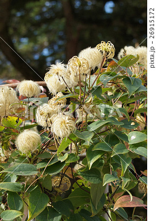 クレマチス綿毛 花後の写真素材