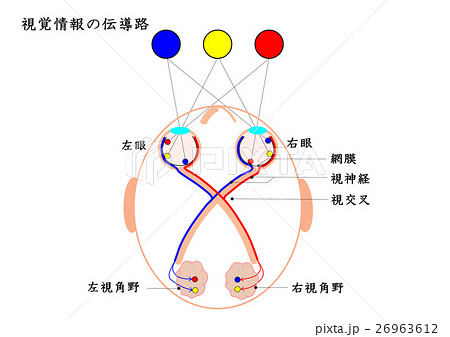 視交叉