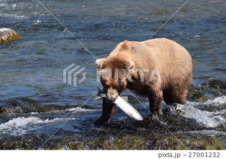 動物 鮭 熊 ヒグマの写真素材