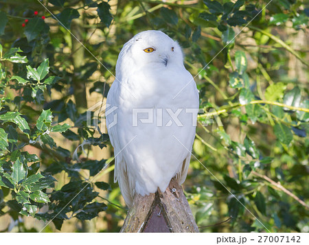 白フクロウの写真素材