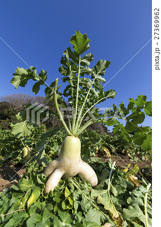 畑 大根 おもしろい 野菜の写真素材