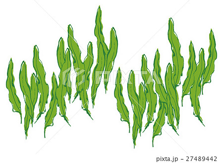 海藻 昆布 水彩画 挿し絵のイラスト素材 Pixta