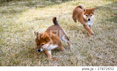 柴犬 芝生 子犬 走るの写真素材