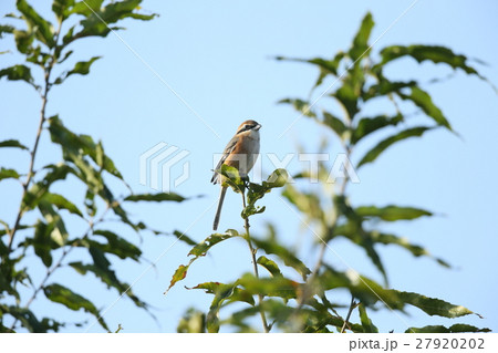 百舌鳥 もず 鳥 百舌の写真素材