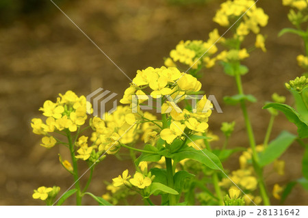 菜の花 野沢菜 花 アブラナ科の写真素材