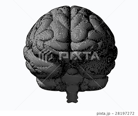 脳 正面 ベクター 医学のイラスト素材