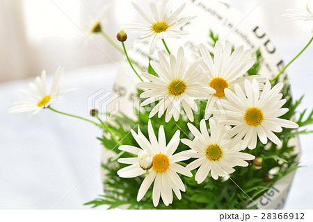 花 マーガレット 白 かわいい 春の写真素材