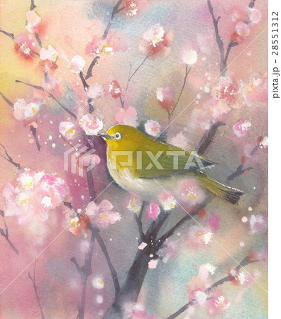 水彩 水彩画 メジロ 梅のイラスト素材 - PIXTA