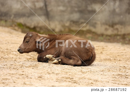 動物 子ども バッファロー 水牛の写真素材
