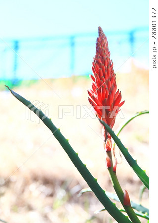 アロエ 赤い花 多肉植物 薬草の写真素材