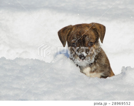 雑種犬 小型犬 子犬 ｍｉｘの写真素材