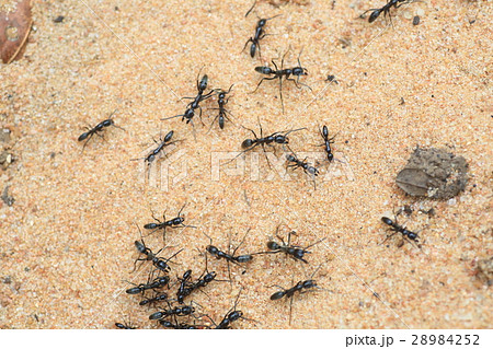 サスライアリ グンタイアリ アリ 軍隊アリの写真素材