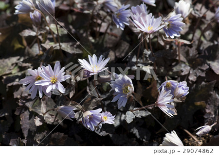 ゆきわりいちげの写真素材