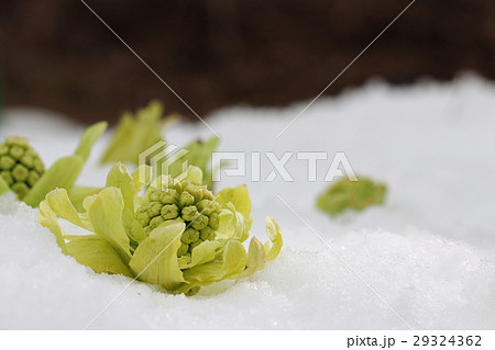 フキノトウ 蕗の薹 ふきのとう 雪の写真素材