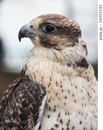 ハヤブサ 隼 鳥 ハヤブサの顔の写真素材