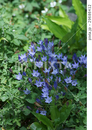 フラワー 花 ブローディア 開花の写真素材