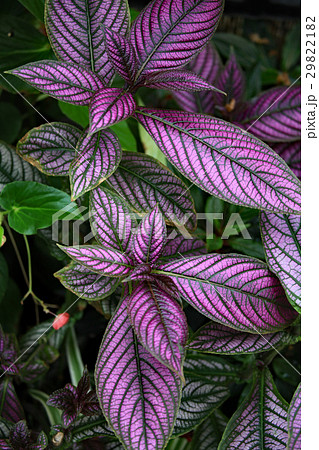 植物 葉 ウラムラサキ ストロビランテスの写真素材