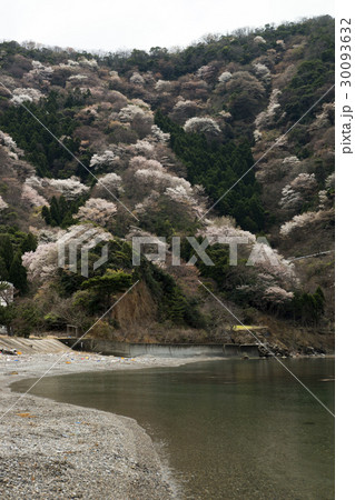 神子の山桜の写真素材