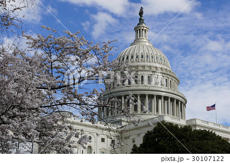 国会議事堂 アメリカ ワシントンd C 桜の写真素材