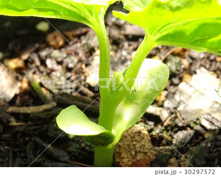 ゴーヤの苗の写真素材
