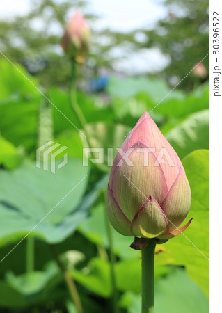 ハスの花 つぼみ 蕾 緑の写真素材 - PIXTA