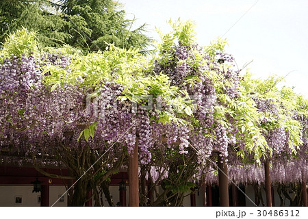 笠間稲荷神社の八重の藤の写真素材