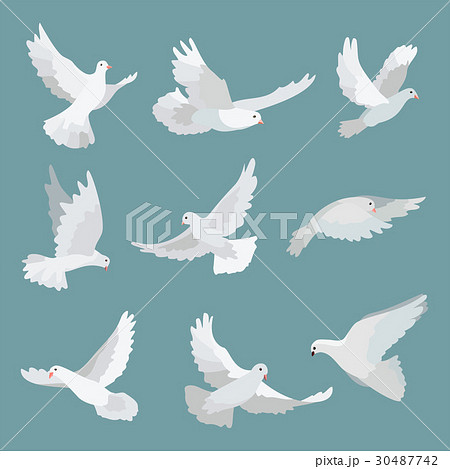 Set White Doves Peace Isolated On Background Birdのイラスト素材