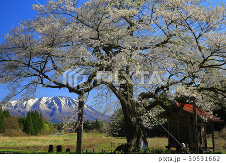 岩手県 雫石町 弘法桜 一本桜の写真素材