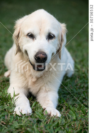 ゴールデンレトリバー 白 英国 犬の写真素材