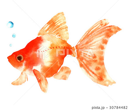 金魚 魚 泳ぐ 水彩画のイラスト素材