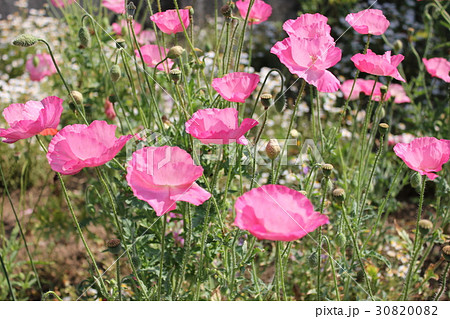 ひめひなげしの花の写真素材