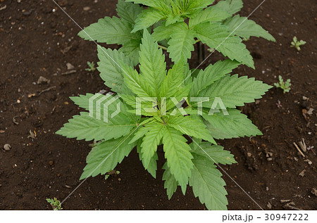 大麻草の写真素材 Pixta