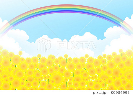 ひまわり 夏 虹 背景のイラスト素材