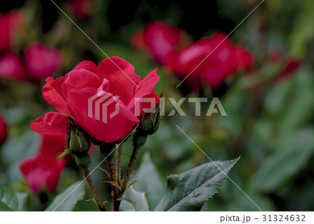 ミニバラ 薔薇 一重咲き ピンクの写真素材