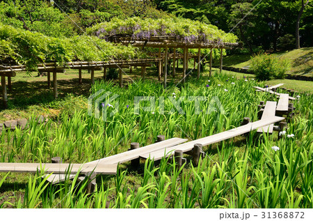 八つ橋 小石川後楽園 杜若 庭園の写真素材