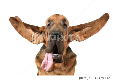 Bloodhound Photos