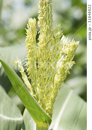 植物 穀物 とうもろこし 花の写真素材