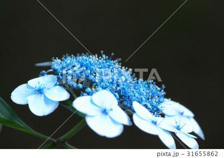 八重甘茶の写真素材