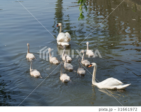 白鳥 親子 絆 スワンの写真素材 - PIXTA