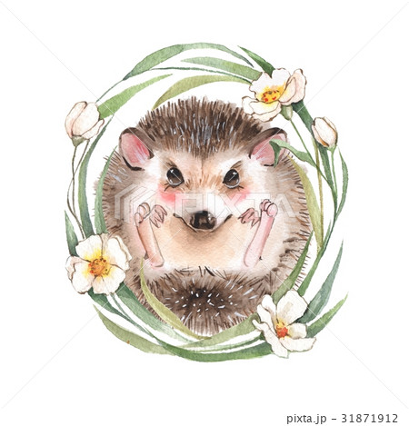 ハリネズミ イラストの写真素材