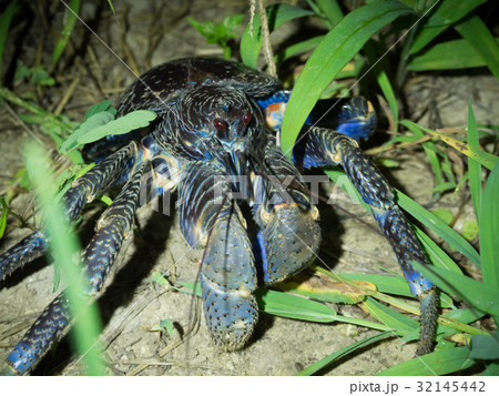 絶滅危惧種 ヤドカリ 砂浜の写真素材 - PIXTA