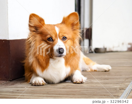 ビーグル犬 かわいい 可愛い キュートの写真素材