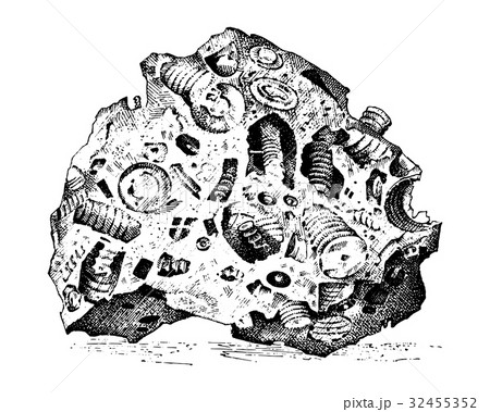 古生物 化石 イラスト 地質のイラスト素材