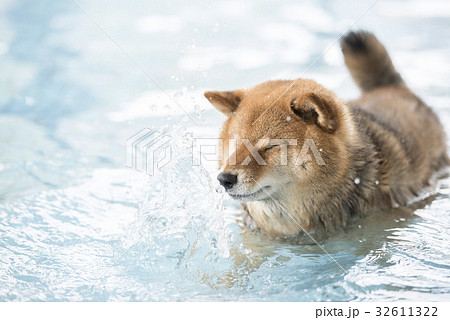 柴犬 犬 泳ぐ 日本犬の写真素材