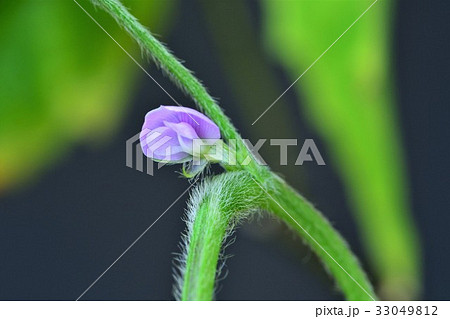枝豆の花の写真素材