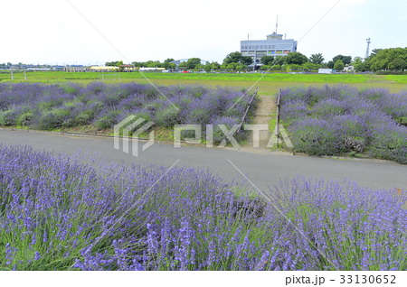 ラベンダー堤の写真素材